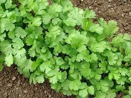 семена Кориандр (кинза) Американо 1г Hortus