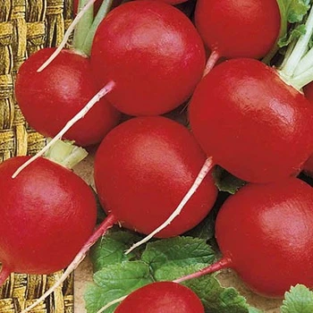 семена Редис Фараон 100г (оброблене) Moravoseed