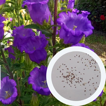 Дзвоники насіння 0,15 грами (прибл. 400 шт) (Campanula medium) дзвіночки кампанула Кентерберійські дворічні