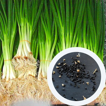 Цибуля батун насіння 1 гр (прибл. 400 шт) (Allium fistulosum) багаторічна на зелень перо лук татарка валійська дудчаста рання