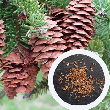 Ель белая семена 0,25 гр. (прибл. 100 шт) (Picea glauca) глаука сизая канадская