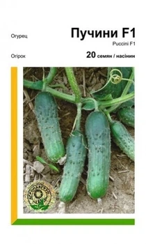 Огірок Пучіні F1 20 насінин, А (Rijk Zwaan).