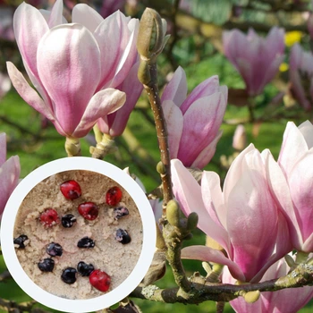 Магнолія Суланжа насіння (10 шт) (Magnolia soulangeana) рожева морозостійка