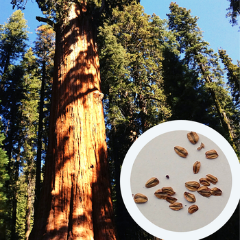 Секвойядендрон гігантський насіння 0,2 гр. (прибл. 40 шт) (Sequoiadendron giganteum) мамонтове дерево веллінгтонія
