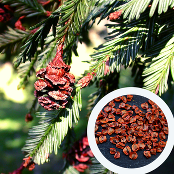 Секвойя насіння 0,2 гр. (прибл. 50 шт) (Sequoia sempervirens) вічнозелена каліфорнійська червона гігантське дерево