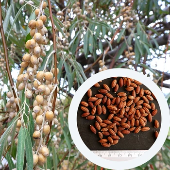 Дикая маслина семена 50 штук (Elaeagnus commutata)