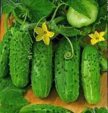 семена Огурец Кустовой 1г Империя семян