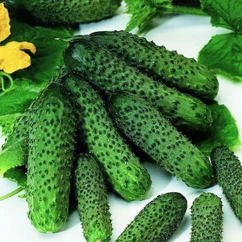 семена Огурец Пасалимо F1 15сем.Syngenta