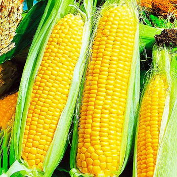 Насіння Кукурудза Добриня F1 10г Lark Seeds