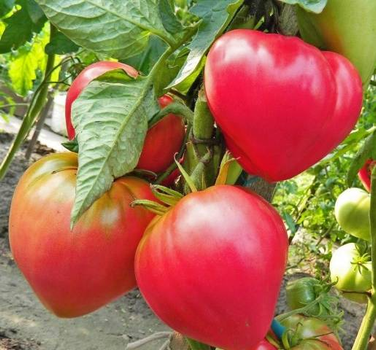 насіння Томат Абаканський рожевий 12нас Империя семян
