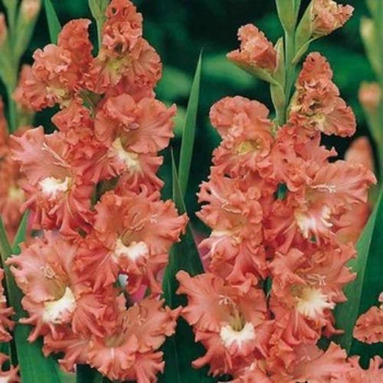 Гладіолус гофрований Frizzled Coral Lace (цибулина)
