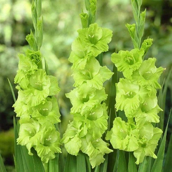 Гладіолус Evergreen (цибулина)