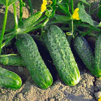 Огірок Конкурент 1 г Фасоване насіння
