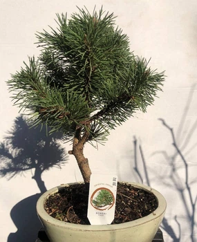 Бонсай Японська сосна Bonsai Pinus thunbergii, h 25-35 см