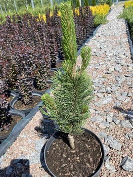 Сосна Oregon Green 5л