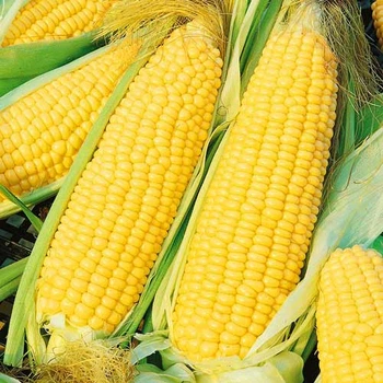 Насіння кукурудзи цукрової Садиба Делікатесна 100 г