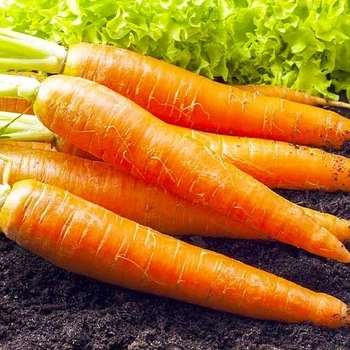 Насіння моркви Rijk Zwaan Каротан 1 г