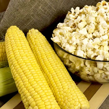 Насіння кукурудзи розлусної Садиба Попкорн 50 г