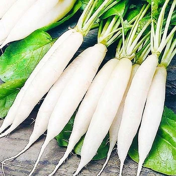 Насіння редису Satimex Льодяна бурулька 10 г