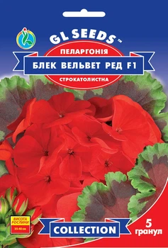 Пелларгония Блек Вельвет Ред F1 семена (5 шт) герань калачики, Collection, TM GL Seeds