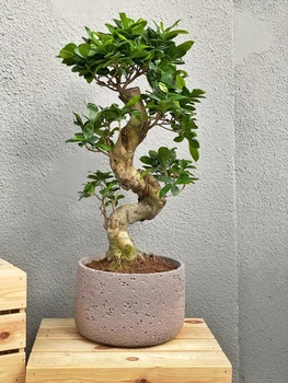 Бонсай Фикус Гинсенг Микрокарпа Ficus Microcarpa Ginseng 70 см. (9426)