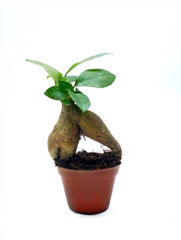 Бонсай Фикус Гинсенг Микрокарпа Ficus Microcarpa Ginseng в горшке 6х15 см
