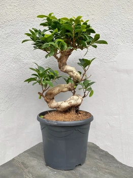 Бонсай Фикус Гинсенг Микрокарпа Ficus Microcarpa Ginseng в горшке 23х55 см. (9434)