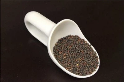 Семена Капусты Кольраби зелёной (Обычная) для микрозелени 500г