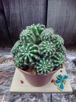 Кактус Ferocactus GreenLife контейнер 10 см