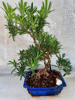 Бонсай Подокарпус Bonsai Podocarpus, висота 30 - 40см, керамічний горщик