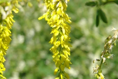 Донник желтый (буркун), 500 грамм Uley SM0001UK