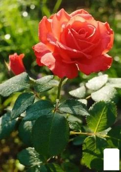 Роза чайно-гибридная "Красное Совершенство" (Red Perfection) (саженец класса АА+) высший сорт (103471)
