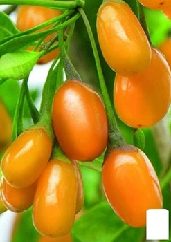 Годжи желтый AMBER SWEET GOJI (51020)