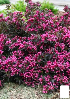 Вейгела "Nana Purpurea" (Краснолистная) (103559)