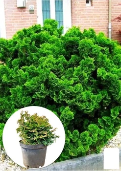 Кіпарисовик 2-х річний Обтуза "Nana Gracilis" вазон С1,5 Ø15-20 см (102164)