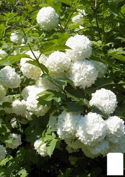 Калина декоративная "Pohjan Neito"(Viburnum opulus "Pohjan Neito") (61541)