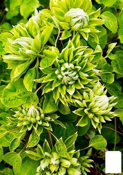 Клематис "Green Passion" (повторноцветущий сорт) (71777)