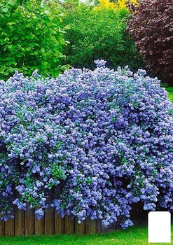 Цеанотус "Репенс" (Ceanothus thyrsiflorus "Repens") контейнер Р9 (61571)