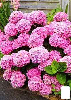 Гортензия крупнолистная розовая "Розовое чудо" (Pink wonder) (44820)