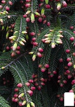 Ель Вильсона "Picea Wilsonii" (горшок P9) (49259)