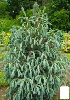 Ель Энгельмана "Picea Engelmannii Glauca" (горшок P9) (51740)