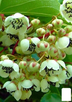Киви темно-зеленый "Банафия" (Banafia) (премиальный, морозостойкий сорт) (47391)