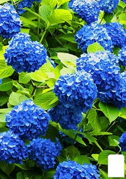 Гортензия крупнолистная "Forever and ever Blue" (64428)