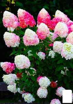 Гортензія хуртова "Raspberry Pink" (Hydrangea paniculata "Raspberry Pink") (101597)