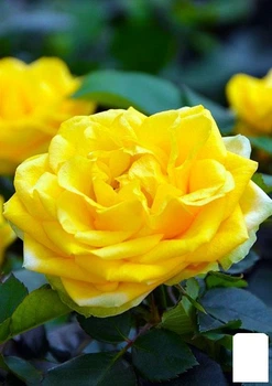 Роза шрабовая "Persian Yellow" (37278)