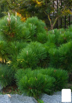 Сосна Чорна Японська (ідеальна для бонсай) "Pinus Thunbergii" (горщик P9) (49235)