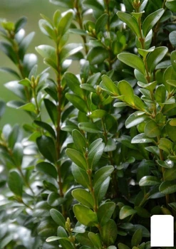 Самшит вечнозеленый "Buxus sempervirens" 2-х летний саженец (38114)
