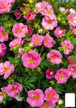Лапчатка Кустарниковая "Lovely Pink" (49170)