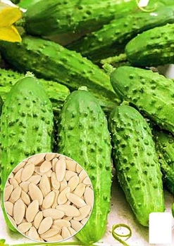 На развес Огурец "Супер корнишон" Agro-Market цена за 1г (46888)