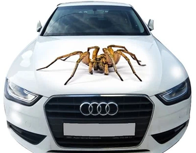 Наклейка на капот ARB 3D TUNING STUDIO Павук 1 1200х1500х0.080мм